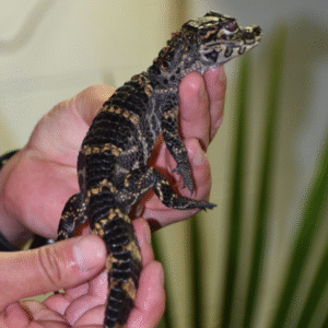 Home american alligator for sale
