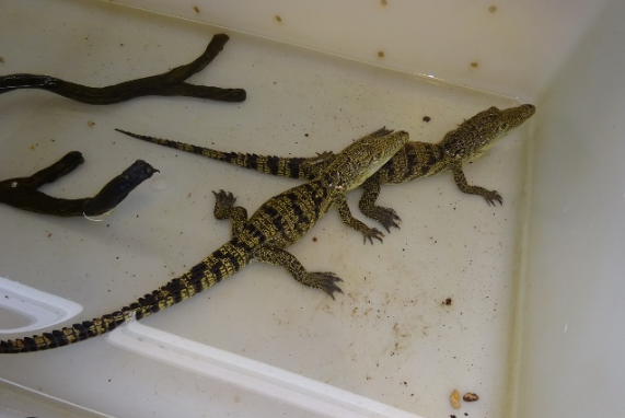 morelet’s crocodile for sale morelet’s crocodile for sale