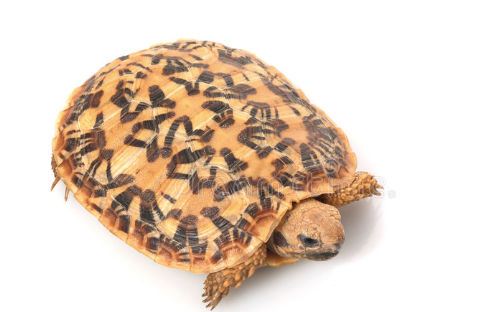 pancake tortoise for sale pancake tortoise for sale