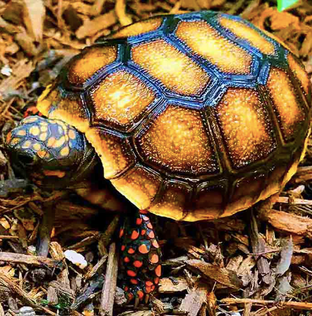 red foot tortoise for sale red foot tortoise for sale