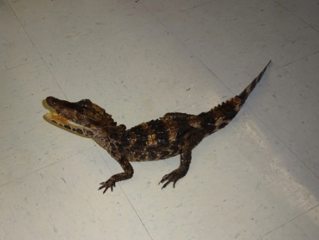 smooth front caiman for sale smooth front caiman for sale
