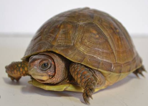 3 toed box turtle for sale 3 toed box turtle for sale