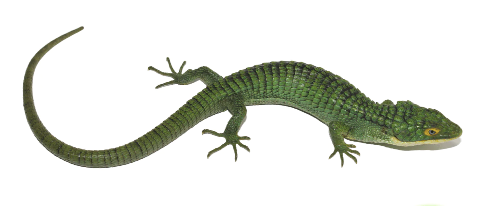 mexican alligator lizard for sale (abronia graminea) mexican alligator lizard for sale (abronia graminea)
