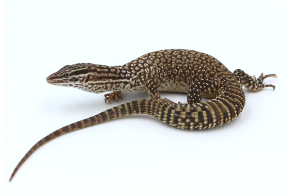 ackie monitor for sale ackie monitor for sale