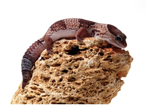 african fat tail gecko for sale african fat tail gecko for sale