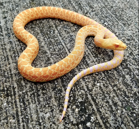 albino bull snake for sale albino bull snake for sale
