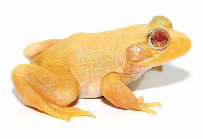 albino bullfrog for sale albino bullfrog for sale