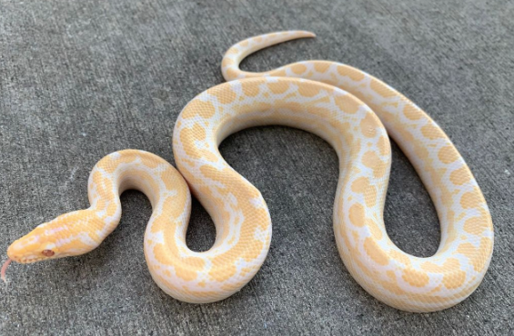albino columbian boa for sale albino columbian boa for sale