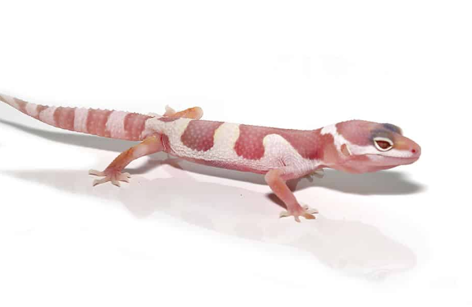 albino mack snow leopard gecko for sale albino mack snow leopard gecko for sale