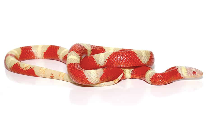 albino nelson’s milk snake albino nelson’s milk snake