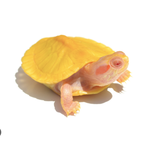 albino red eared slider turtle for sale albino red eared slider turtle for sale