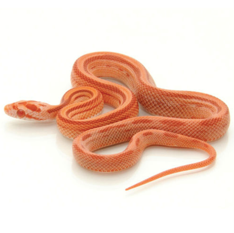 albino striped corn snake for sale albino striped corn snake for sale