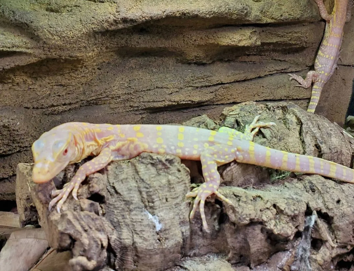 albino asian water monitor for sale albino asian water monitor for sale