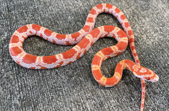 amel corn snake for sale amel corn snake for sale