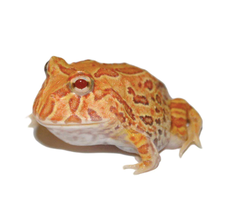 apricot pacman frog for sale apricot pacman frog for sale