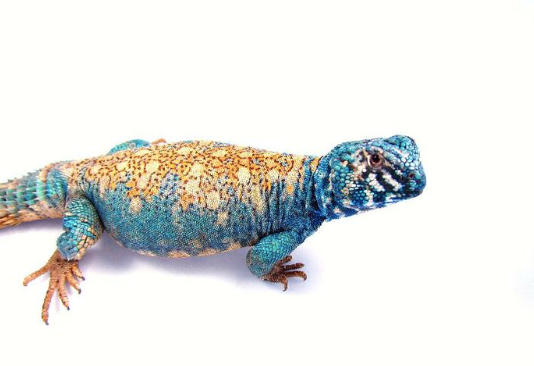 arabian blue uromastyx for sale arabian blue uromastyx for sale