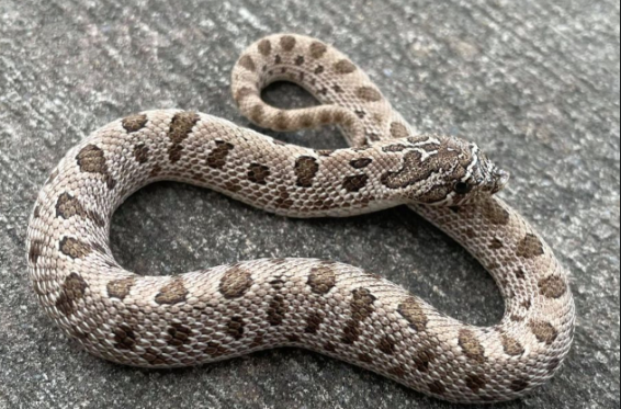 arctic hognose snake for sale arctic hognose snake for sale