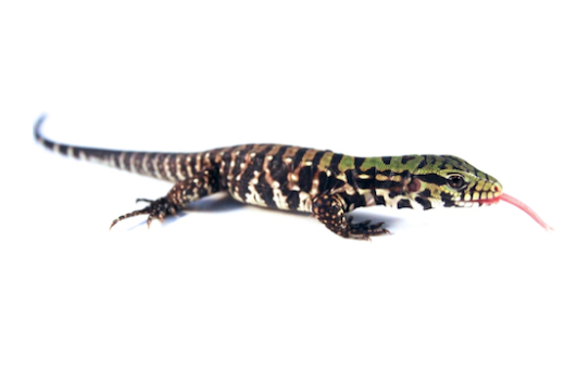 argentine black and white tegu for sale argentine black and white tegu for sale