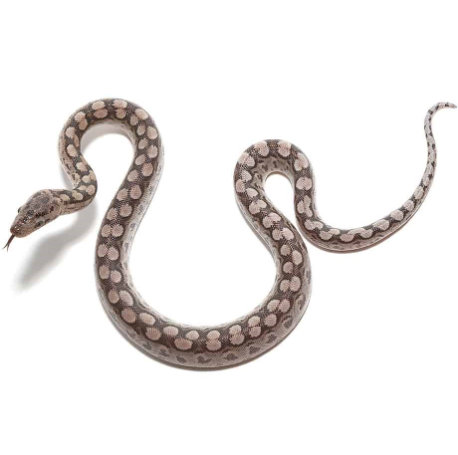 argentine rainbow boa for sale argentine rainbow boa for sale