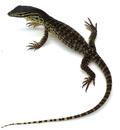 baby argus monitor for sale baby argus monitor for sale
