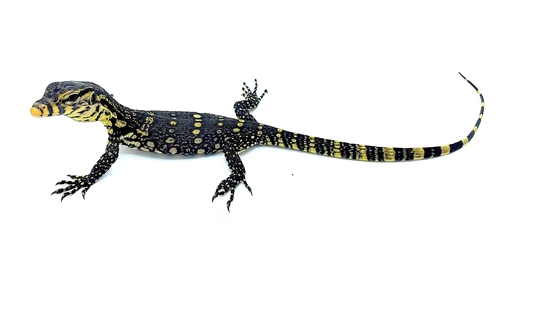asian water monitor for sale asian water monitor for sale