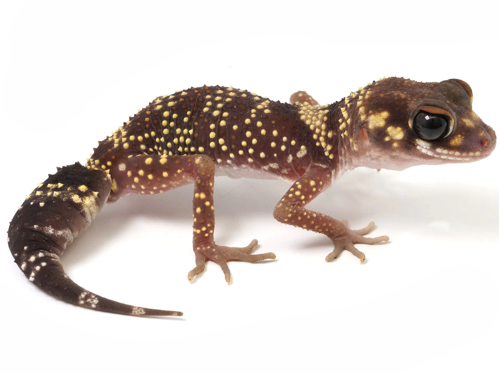 australian barking gecko for sale australian barking gecko for sale