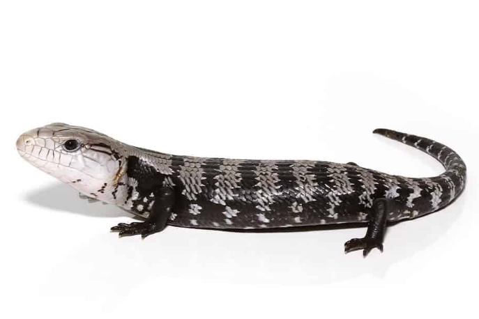 axanthic halmahera blue tongue skink for sale axanthic halmahera blue tongue skink for sale