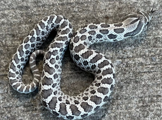 axanthic western hognose snake for sale axanthic western hognose snake for sale