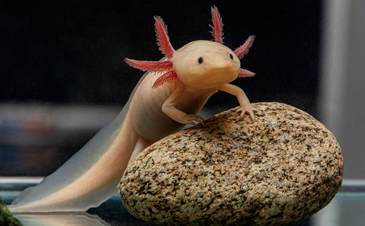 axolotl for sale axolotl for sale