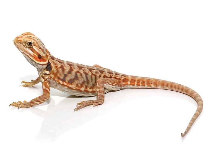 baby blue bar silky bearded dragon for sale baby blue bar silky bearded dragon for sale