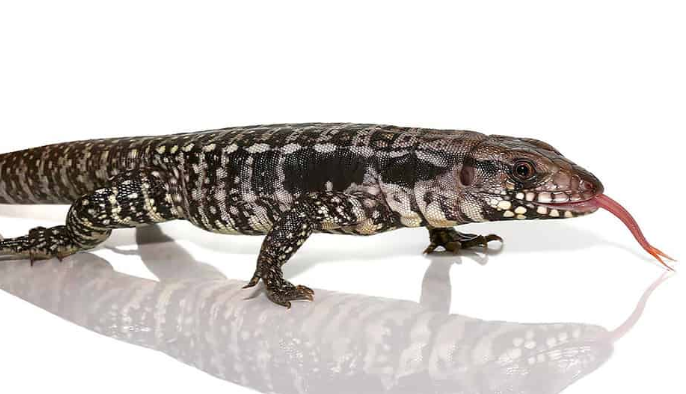 baby blue tegu for sale baby blue tegu for sale