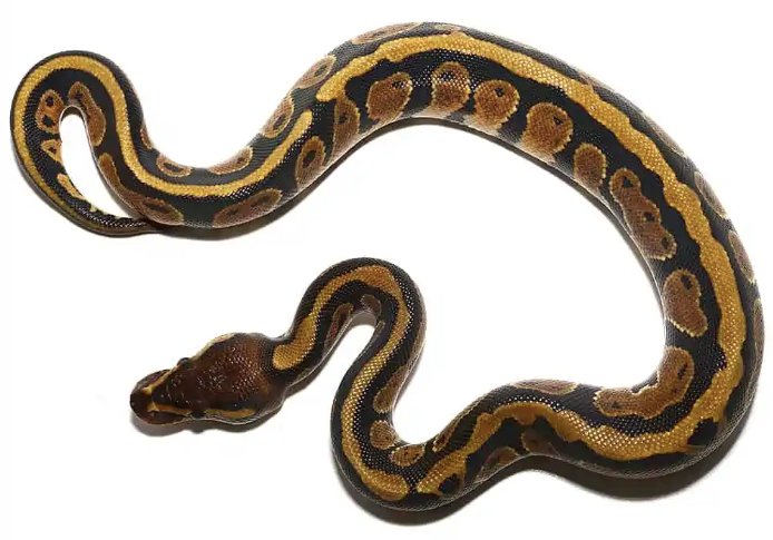 baby dinker ball pythons for sale baby dinker ball pythons for sale