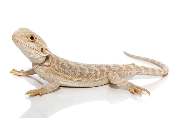 baby hypo bearded dragon for sale baby hypo bearded dragon for sale