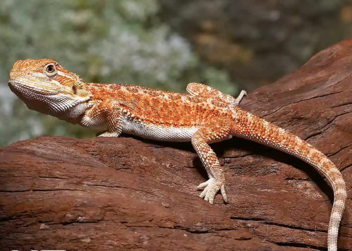 baby hypo dunner bearded dragon for sale baby hypo dunner bearded dragon for sale