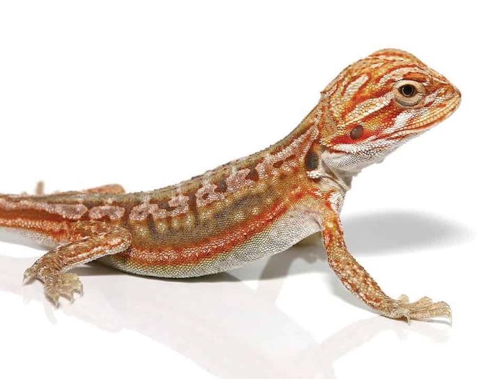 baby inferno leatherback dunner bearded dragon for sale baby inferno leatherback dunner bearded dragon for sale