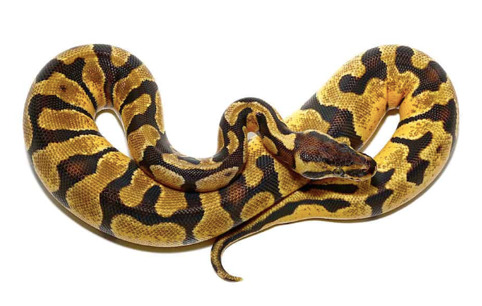 baby pastel enchi ball python for sale baby pastel enchi ball python for sale