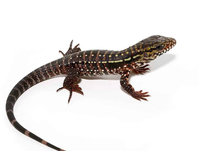 baby pink panther tegu for sale baby pink panther tegu for sale