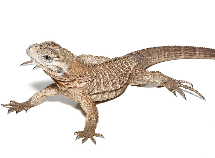 baby rhino iguana for sale baby rhino iguana for sale