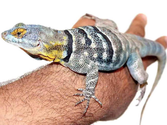 baja blue rock lizard for sale baja blue rock lizard for sale