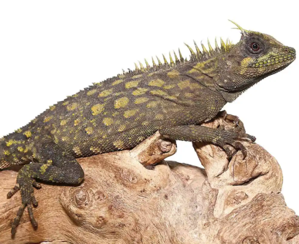 bintang horned tree dragon for sale bintang horned tree dragon for sale