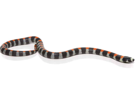 black banded snake for sale black banded snake for sale