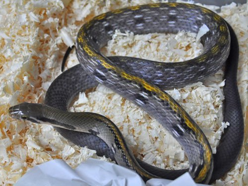 black copper ratsnake for sale black copper ratsnake for sale
