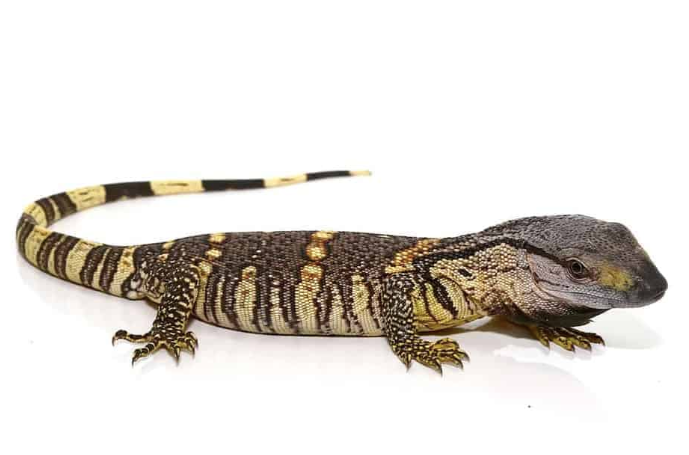 black throat monitor for sale black throat monitor for sale
