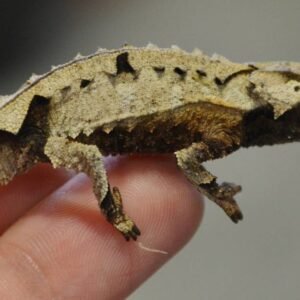 Home brookesia brygooi for sale