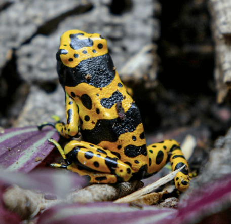 bumblebee dart frog for sale bumblebee dart frog for sale