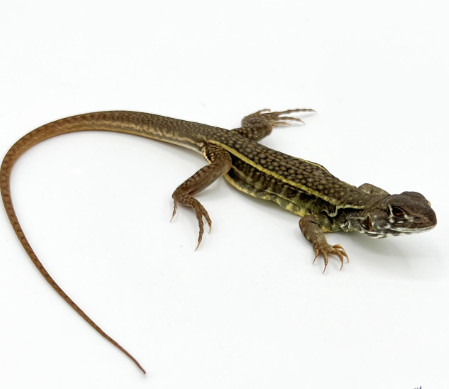 butterfly agama for sale butterfly agama for sale
