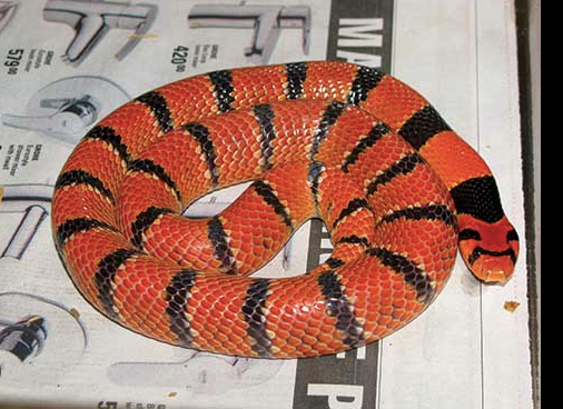 cape coral cobra for sale cape coral cobra for sale