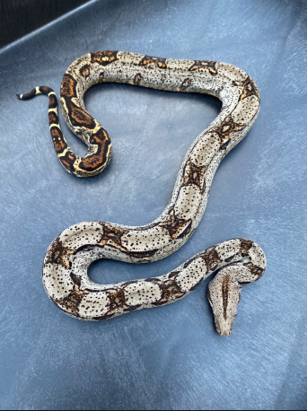 central american boa for sale central american boa for sale