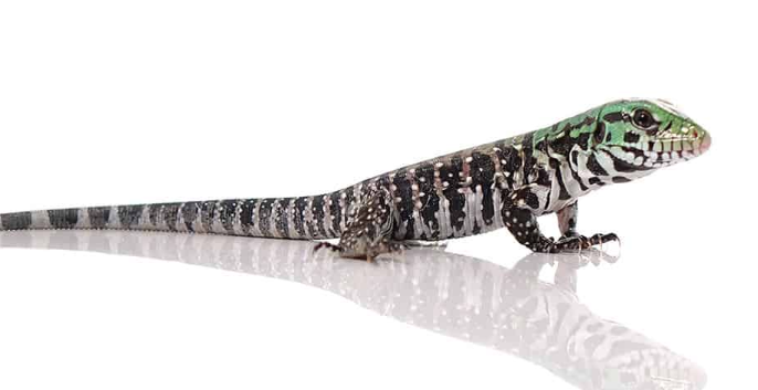 chacoan white headed tegu for sale chacoan white headed tegu for sale