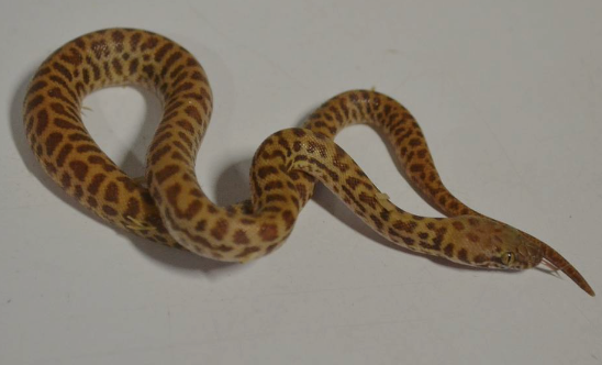children’s python for sale children’s python for sale